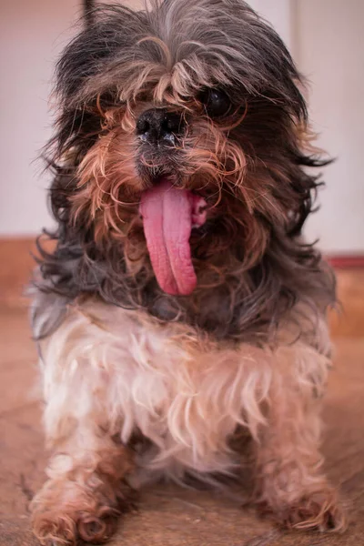 Een Closeup Van Een Shih Tzu Dog Wai — Stockfoto