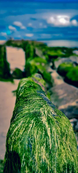 Una Fila Rocas Una Orilla Cubierta Algas Verdes Día Soleado —  Fotos de Stock