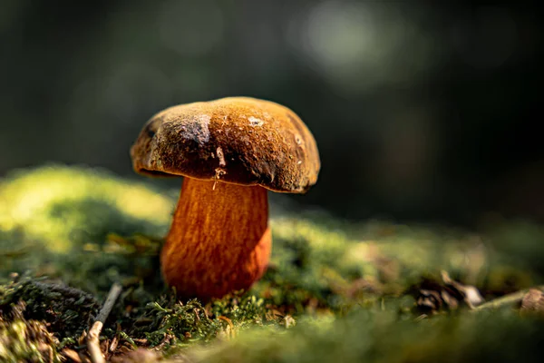 森の地面に生えている食用キノコの選択的焦点ショット — ストック写真