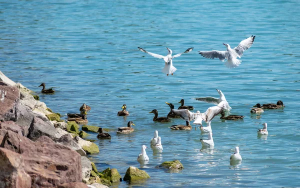 一群鸭子和海鸥在水面上 — 图库照片
