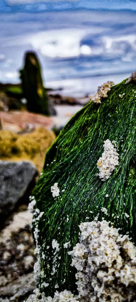 Closeup Algae Sand Rock Low Tide — Stock Photo, Image