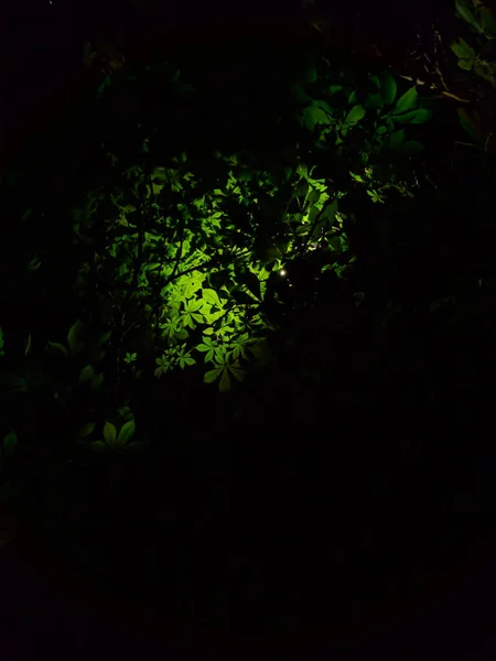 Vertical Shot Tree Branches Lights Park Night — Stock Photo, Image