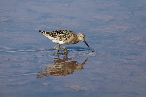 Galo Busca Comida Lago Sal — Fotografia de Stock