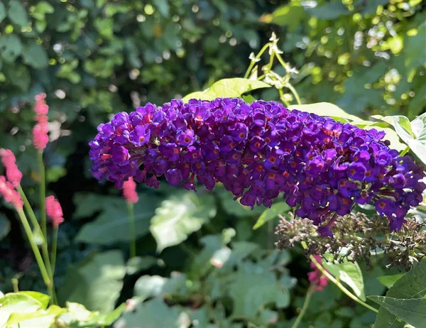 Eine Vertikale Aufnahme Eines Garten Blühenden Schmetterlingsstrauches — Stockfoto
