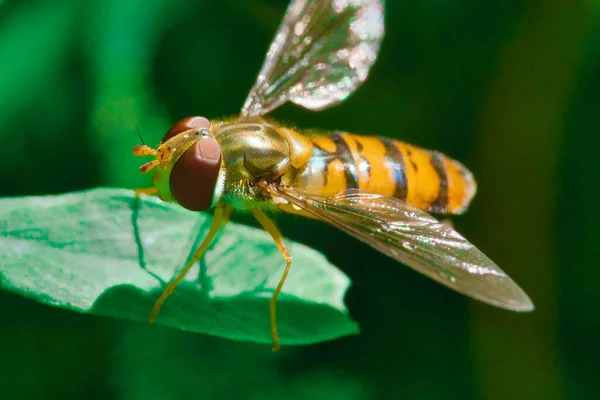 Une Macro Photo Une Guêpe Sur Pla — Photo