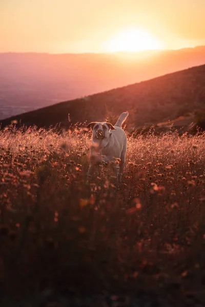 Sun Shining Mountain Highland Dog Sunrise — Stock Photo, Image