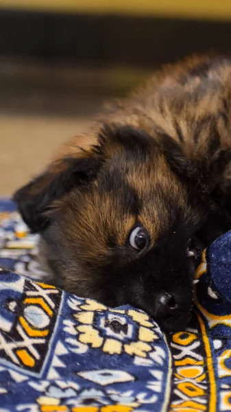 Halıda Yatan Şirin Bir Alman Çoban Köpeğinin Dikey Görüntüsü — Stok fotoğraf