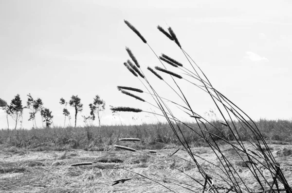 Сірий Знімок Сільськогосподарського Поля Пшеничними Шипами Дрібними Деревами — стокове фото