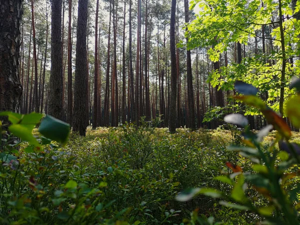 Nce Ağaçlı Sihirli Bir Ormanın Manzaralı Bir Görüntüsü — Stok fotoğraf