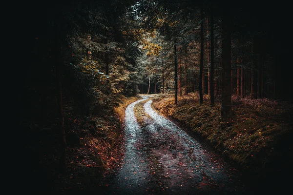 Uma Bela Vista Caminho Floresta Cercada Por Árvores Altas Através — Fotografia de Stock