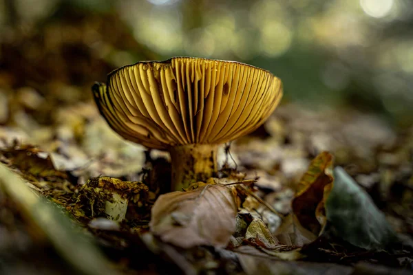 Tiro Seletivo Foco Cogumelo Que Cresce Chão Floresta — Fotografia de Stock