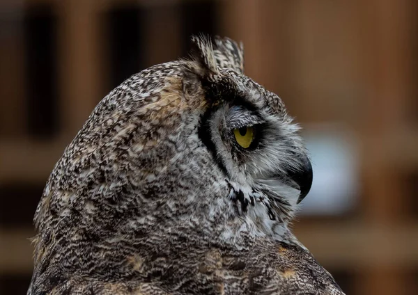 Plan Rapproché Côté Une Tête Hibou — Photo