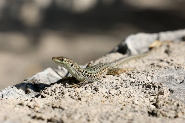 Een Groene Hagedis Een Rots Zon — Stockfoto