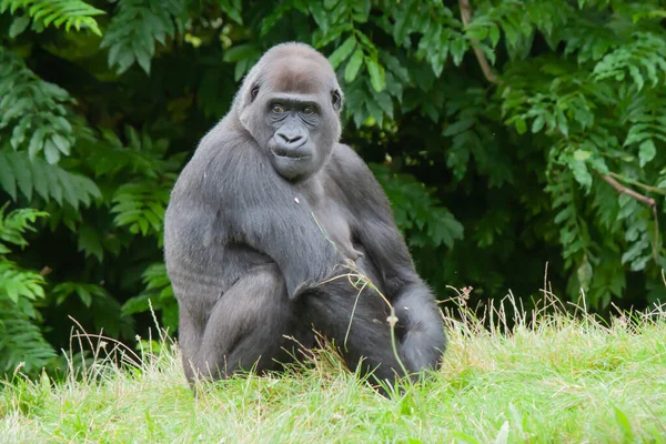Gorille Oriental Assis Sur Herbe Sur Fond Feuilles Vertes — Photo