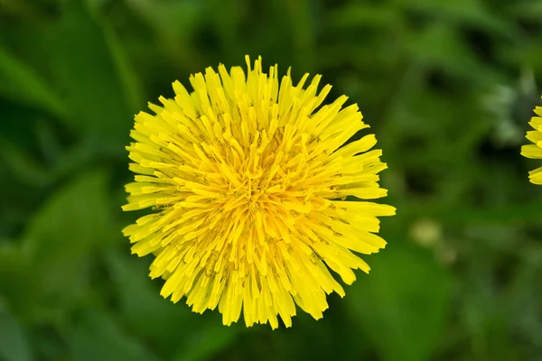 Seletivo Uma Flor Dente Leão Amarelo Florescendo Campo — Fotografia de Stock