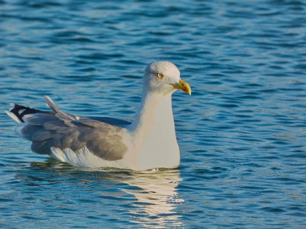 Птица Плавает Озере — стоковое фото