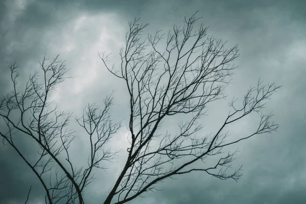 Een Dorre Boom Onder Bewolkte Lucht Stormachtig Weer — Stockfoto