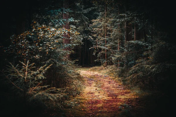 Krásný Výhled Lesní Cestu Dírou Pozdním Létě — Stock fotografie