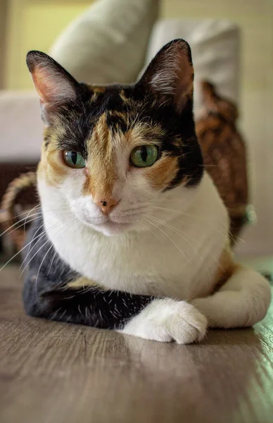 Sebuah Penutupan Dari Kucing Bermata Hijau Tergeletak Lantai — Stok Foto