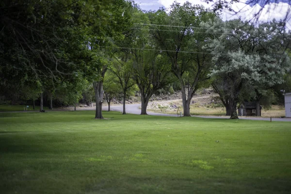 Высокоугольный Снимок Зеленой Травы Большими Деревьями Парке — стоковое фото