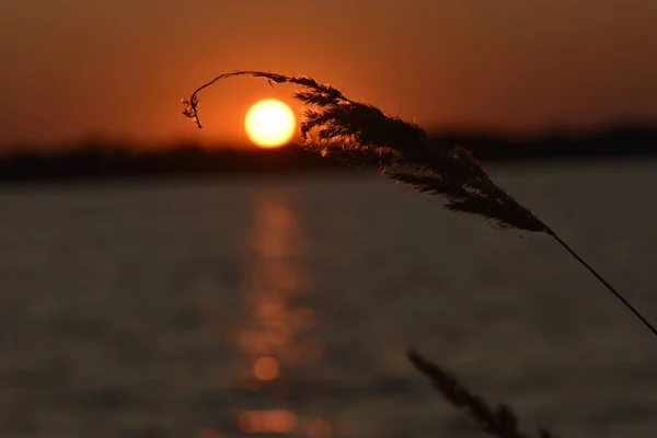 Золотое Солнце Сквозь Тростник Берегу Озера — стоковое фото