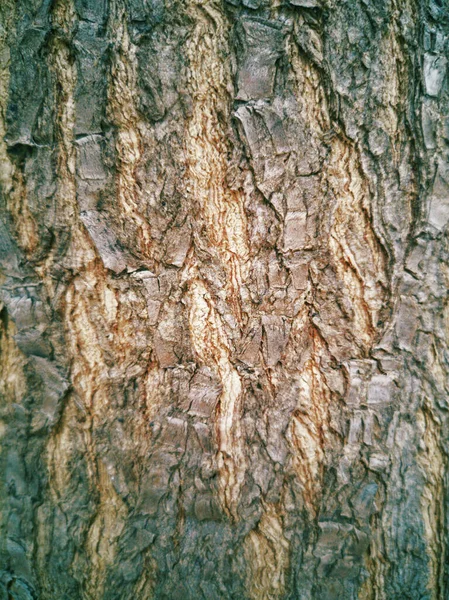 Μια Κάθετη Λήψη Υφής Κορμού Δέντρου — Φωτογραφία Αρχείου