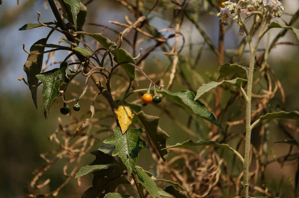 木の枝に新鮮な花を咲かせる果物のクローズアップ — ストック写真