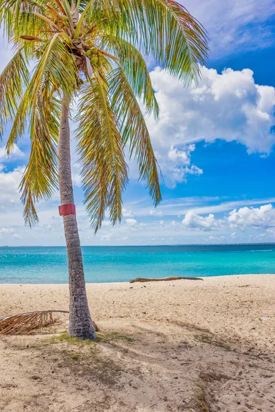 Tropical Landscape Palm Tree Sandy Beach Atlantic Ocean Caribbean Island — Stock Photo, Image