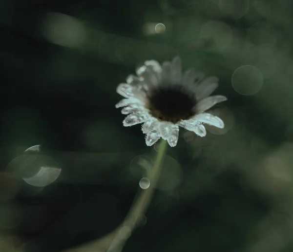 Svislý Výstřel Jednoho Heřmánku — Stock fotografie