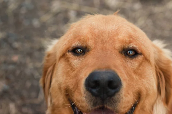 Eine Selektive Nahaufnahme Eines Lustigen Golden Retriever Gesichts — Stockfoto