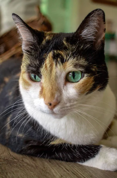 一只绿眼睛的猫躺在地板上的特写镜头 — 图库照片