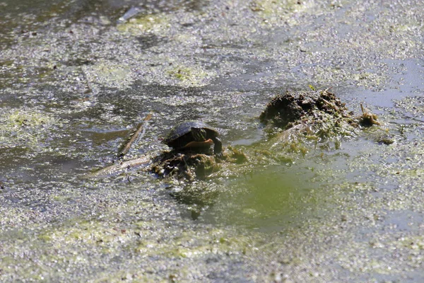 两只海龟在一个布满苔藓的池塘边 — 图库照片