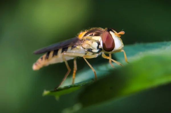 Macro Shot Wasp Plant — Stock Photo, Image