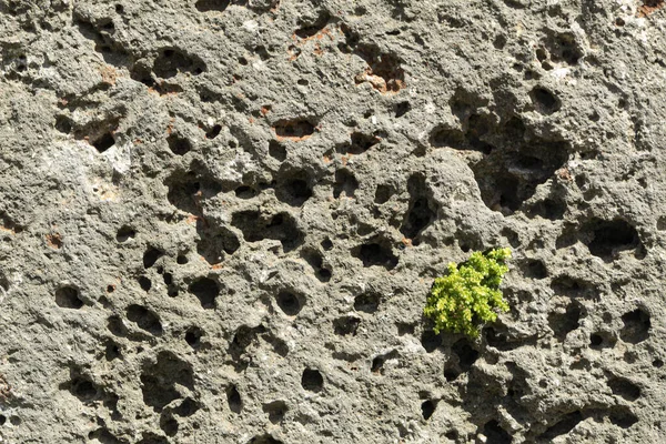 Closeup Plant Growing Rough Wall Sunlight — Stock Photo, Image