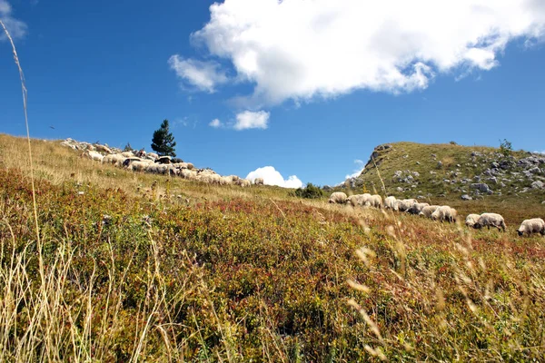 Yamaçta Otlayan Bir Koyun Sürüsünün Yüksek Açılı Görüntüsü Kurumuş Otlarla — Stok fotoğraf