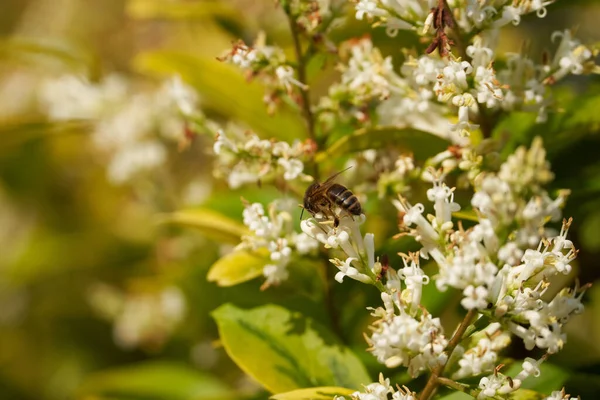Крупним Планом Бджола Бере Нектар Білих Квітів Під Сонячним Світлом — стокове фото