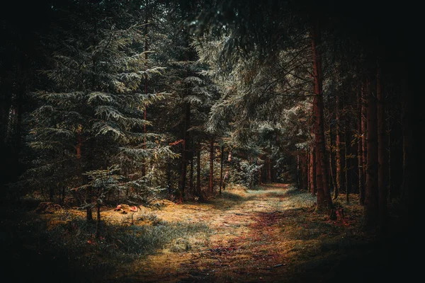 Beautiful View Alley Tall Pine Trees Hole Late Summer — Stock Photo, Image