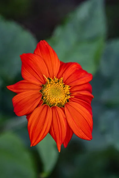 Вертикальный Снимок Tithonia Rotundifolia Цветущей Саду — стоковое фото