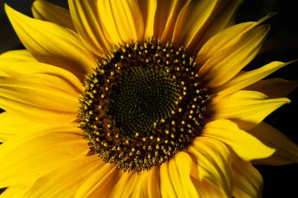 Zbliżenie Ujęcie Jasnego Żółtego Słonecznika — Zdjęcie stockowe