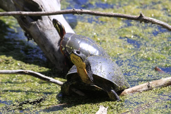 Twee Schildpadden Bij Een Vijver Bedekt Met Mos — Stockfoto