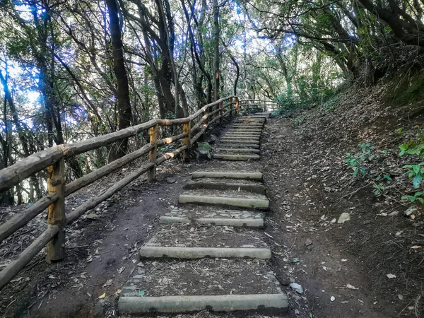 森林中古老楼梯的风景 — 图库照片