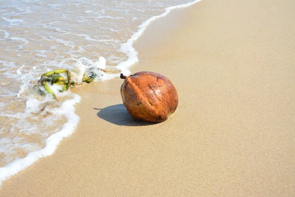 砂浜の波状のビーチで一つのココナッツ — ストック写真