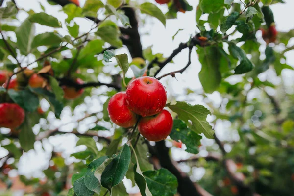 Nærbillede Friske Modne Æbler Træet - Stock-foto