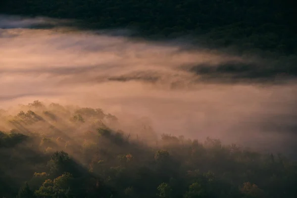 Paysage Forêts Couvertes Brouillard Sous Lumière Soleil Parfait Pour Les — Photo