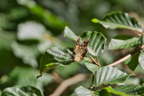 Bir Bitkinin Yaprağındaki Kelebeğin Güzel Bir Görüntüsü — Stok fotoğraf