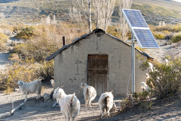 An old gaucho house with solar panels and goats around it.