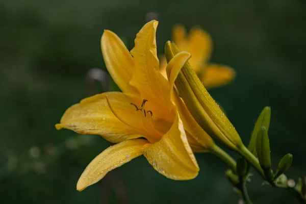 Ένα Κοντινό Πλάνο Ενός Όμορφου Day Lily Στο Θολό Φόντο — Φωτογραφία Αρχείου