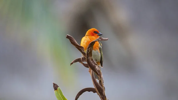 一只橙色歌鸟的特写镜头栖息在树叶的树枝上 — 图库照片