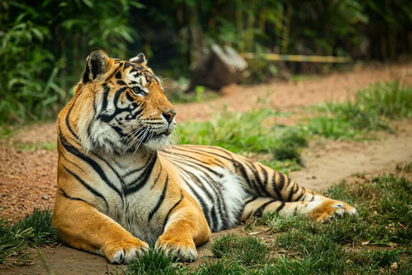 Portré Egy Gyönyörű Tigris Feküdt Földön Állatkertben Vadvilág — Stock Fotó
