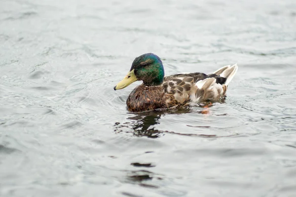 Male Duck Wading Lake Anas Platyrhynchos — Stock Photo, Image